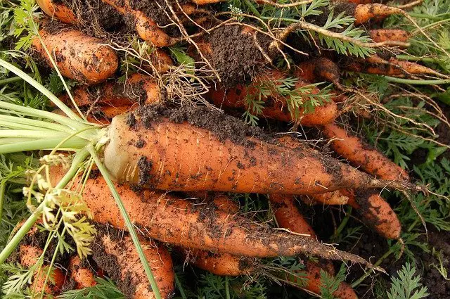 grow carrots in containers