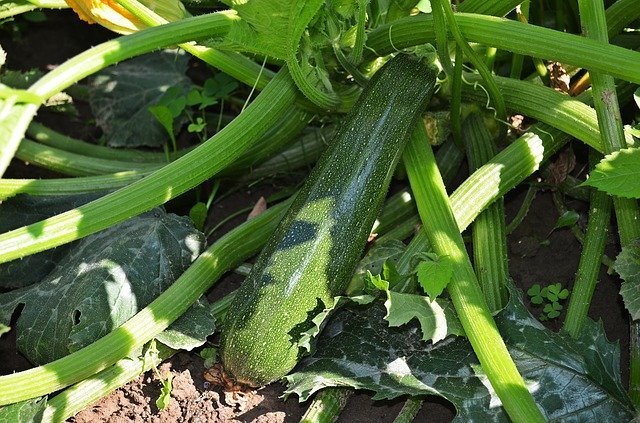 fast growing veg zucchini
