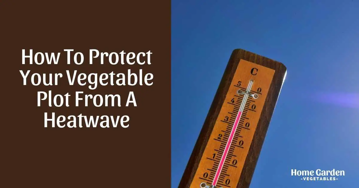 How To Protect Your Vegetable Plot From A Heatwave