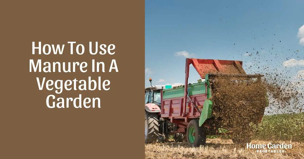 how to use manure in a vegetable garden