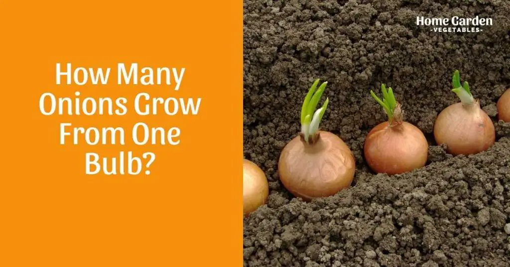 How Many Onions Grow From One Bulb