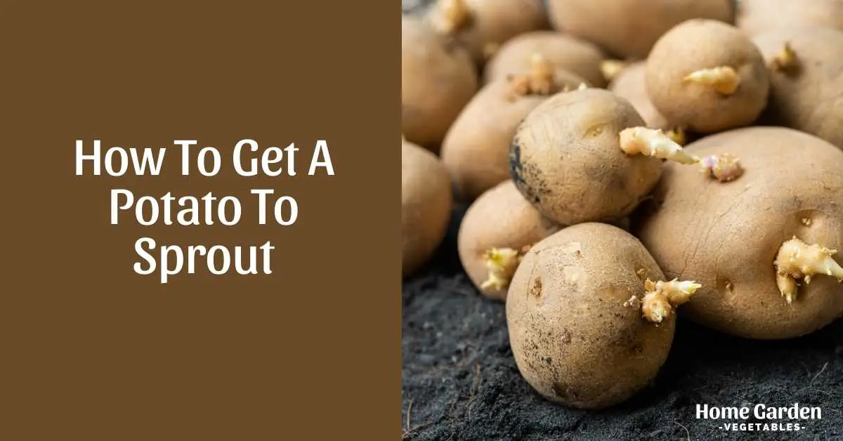 How To Get A Potato To Sprout