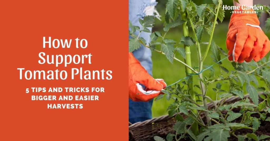 support tomato plants