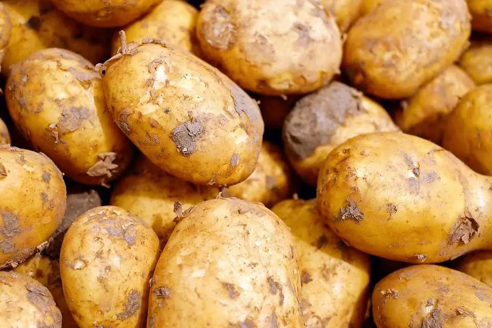 Potatoes, Vegetables, Erdfrucht, Food, Carbohydrates