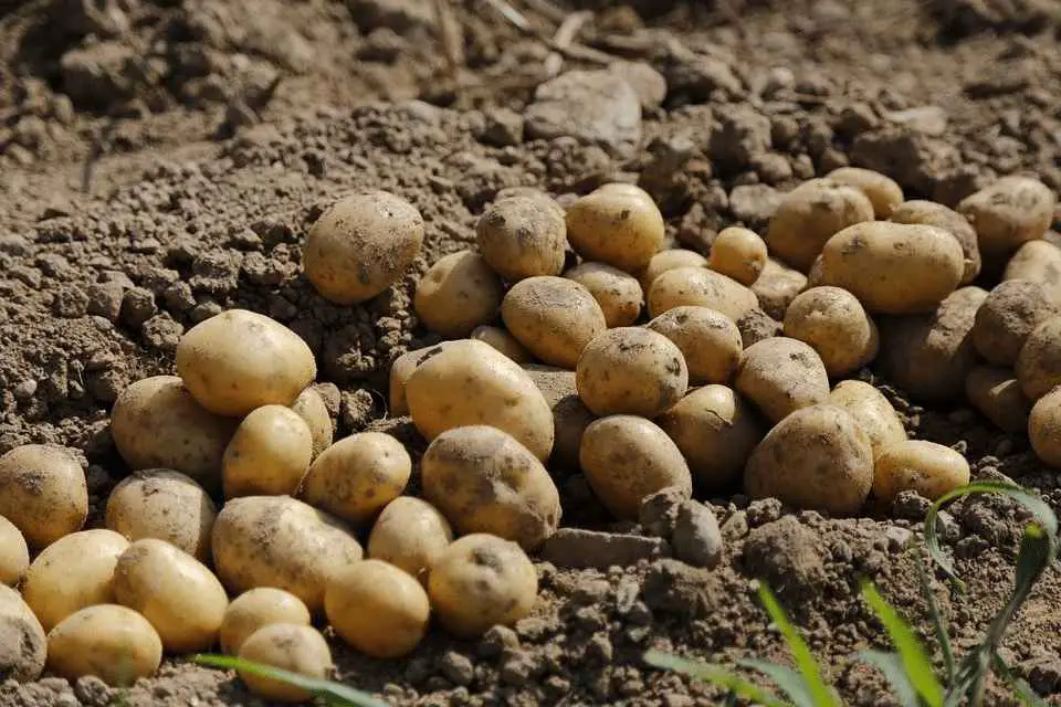 Potato, Agriculture, Food, Eat, Earth, Harvest, Crop
