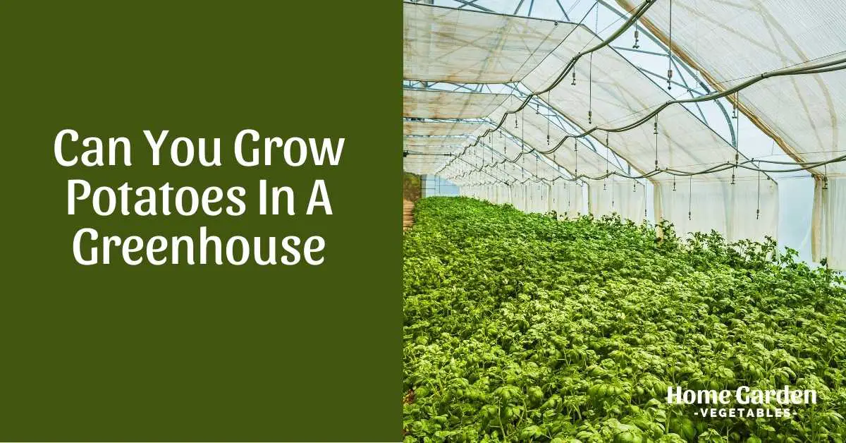 Grow Potatoes in a greenhouse