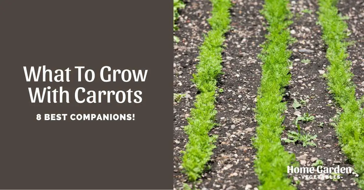 What To Grow With Carrots