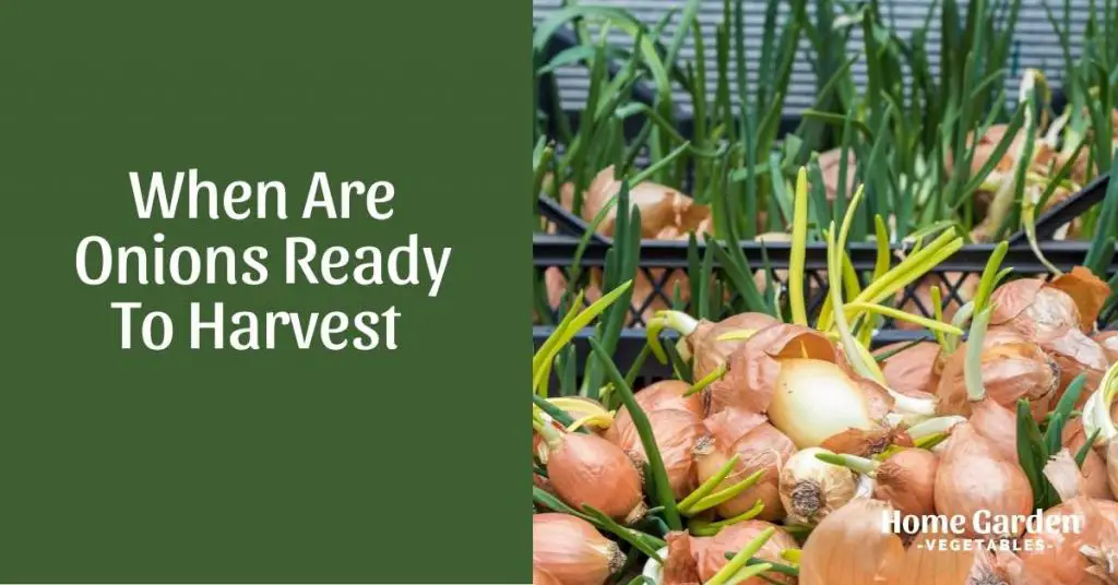What To Grow With Onions