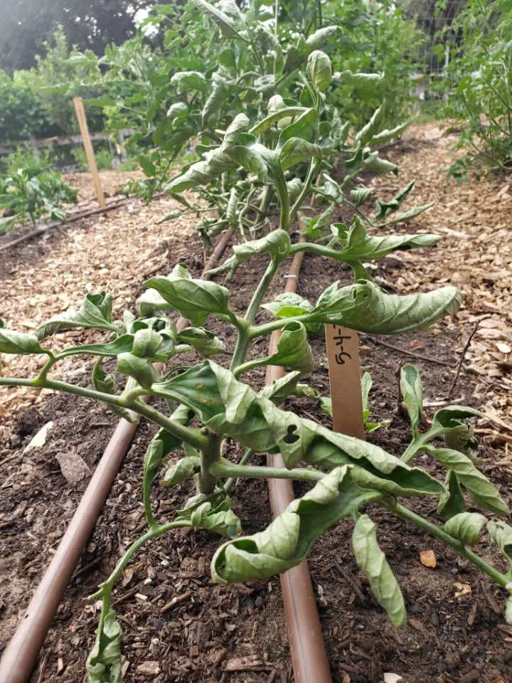 Tomato Plant Leaves Curling