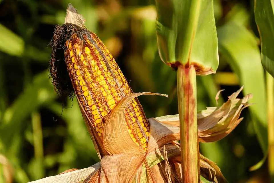 Corn On The Cob, Corn, Food, Field, Autumn, Nature