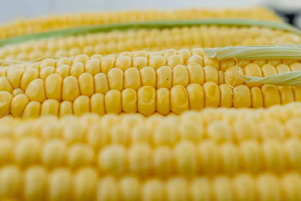 Corn, Corn On The Cob, Corn Kernels, Yellow, Grill