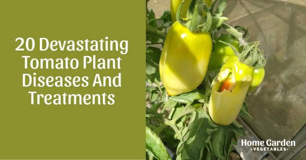 tomato plant diseases and treatment