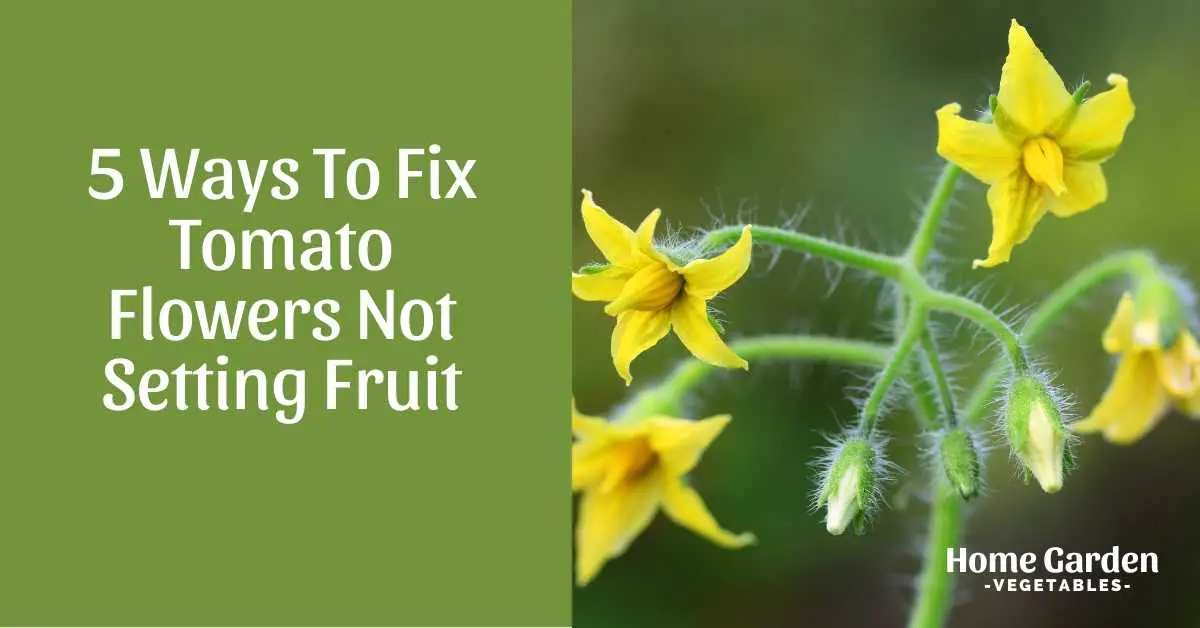 Tomato Flowers Not Setting Fruit