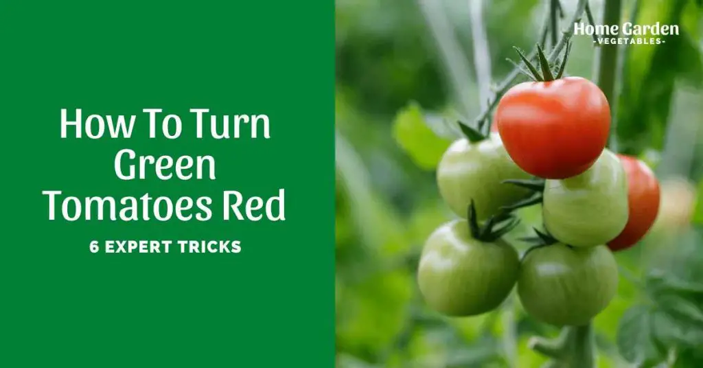 How To Turn Green TomatoesRed