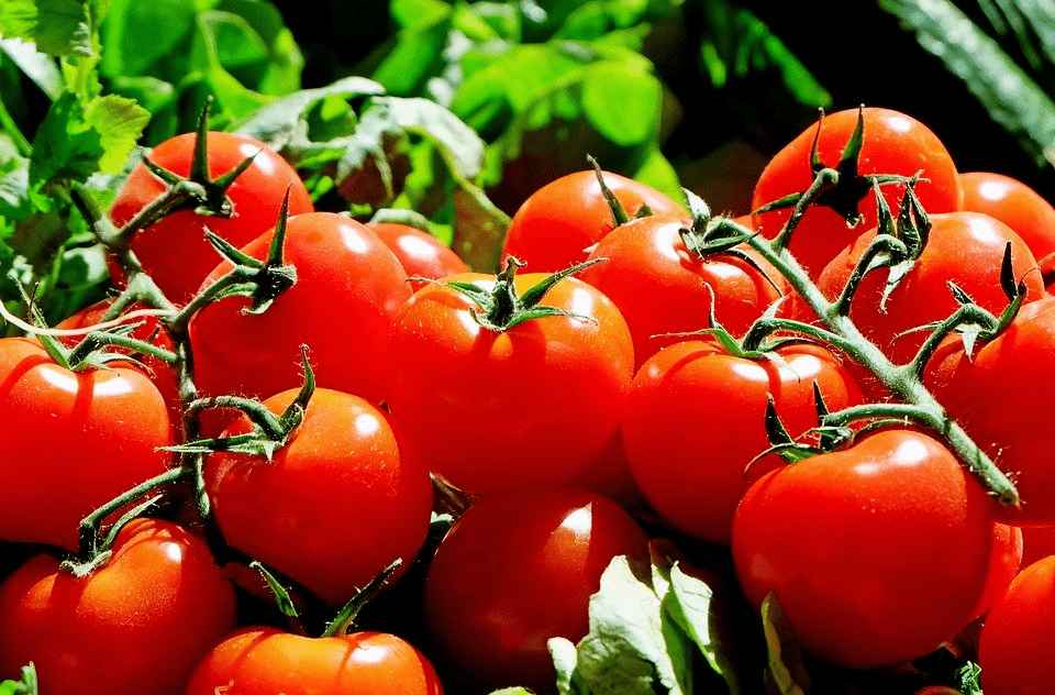 Fertilizer For Bigger Tomato Harvest