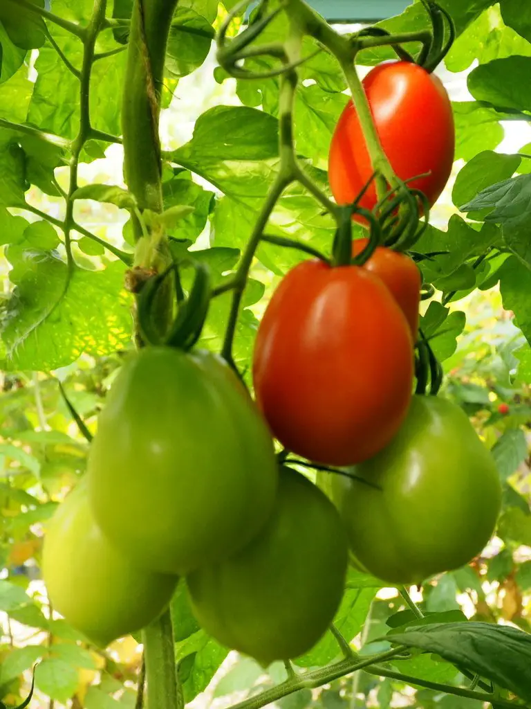 san marzano tomatoes
