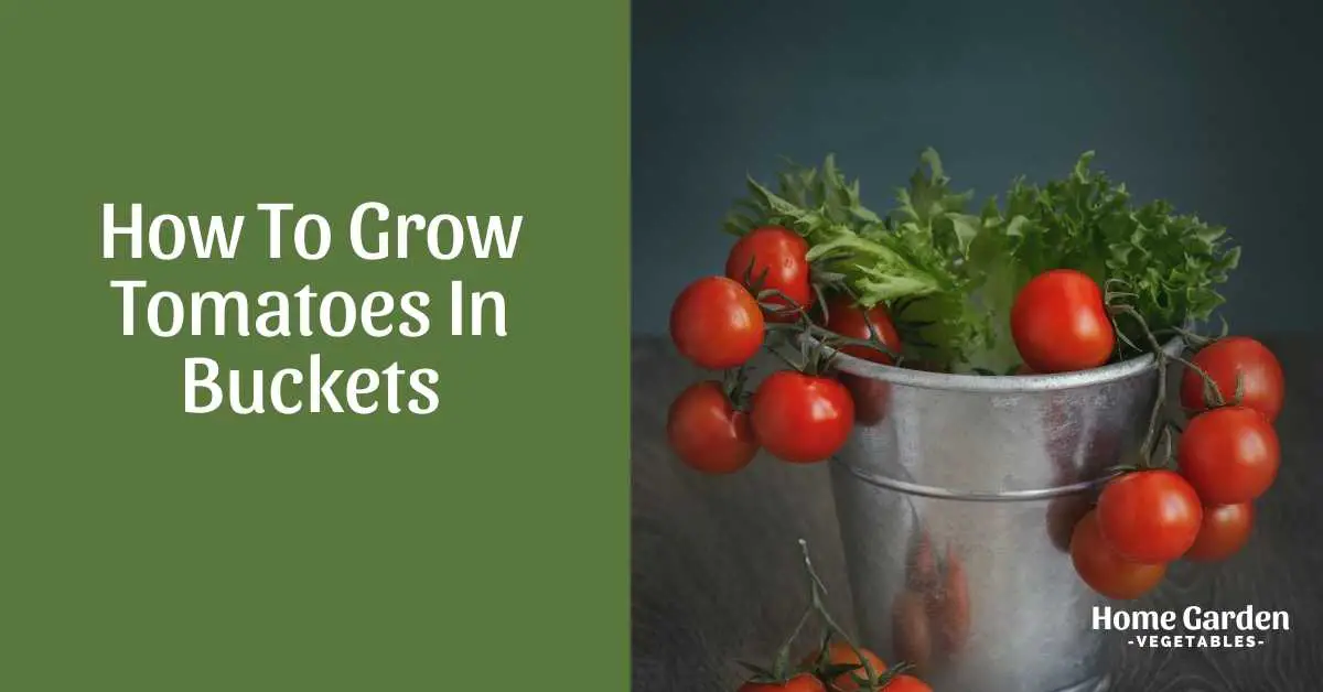 Grow Tomatoes In Buckets