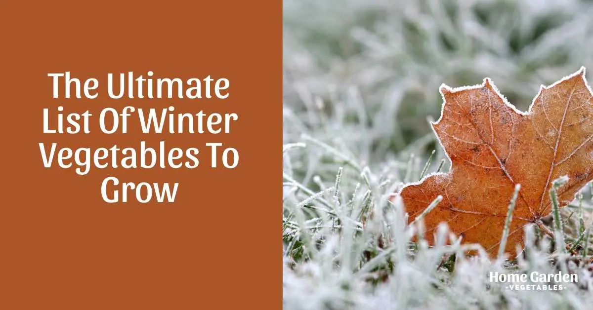 Winter Vegetables To Grow