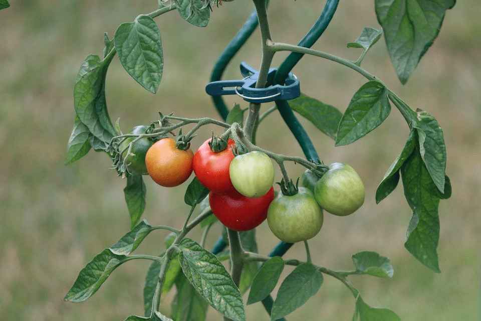 How Many Tomato Plants Should I Plant