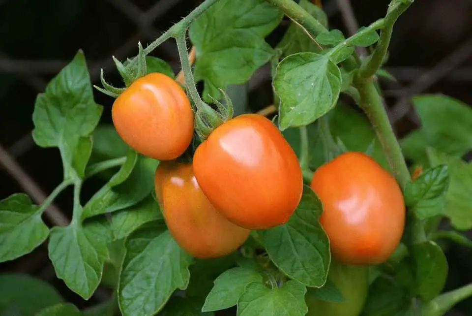 What Size Pots For Growing Tomatoes