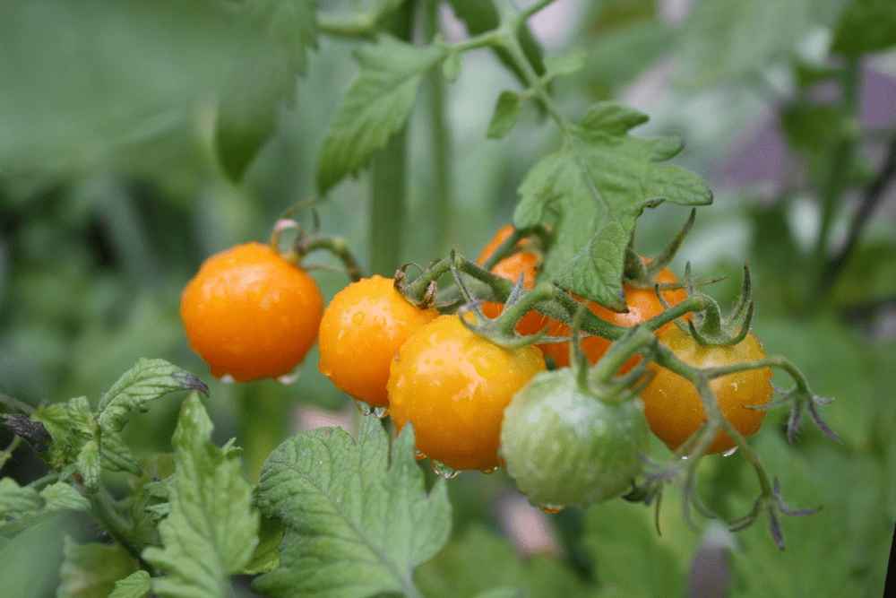 Grow Tomatoes In Buckets
