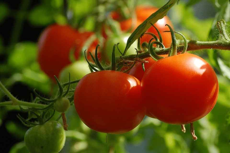 How Many Tomato Plants Should I Plant