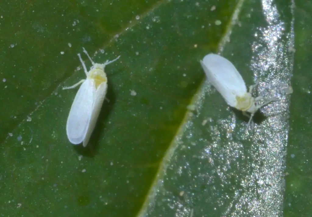 white bugs on tomato plants