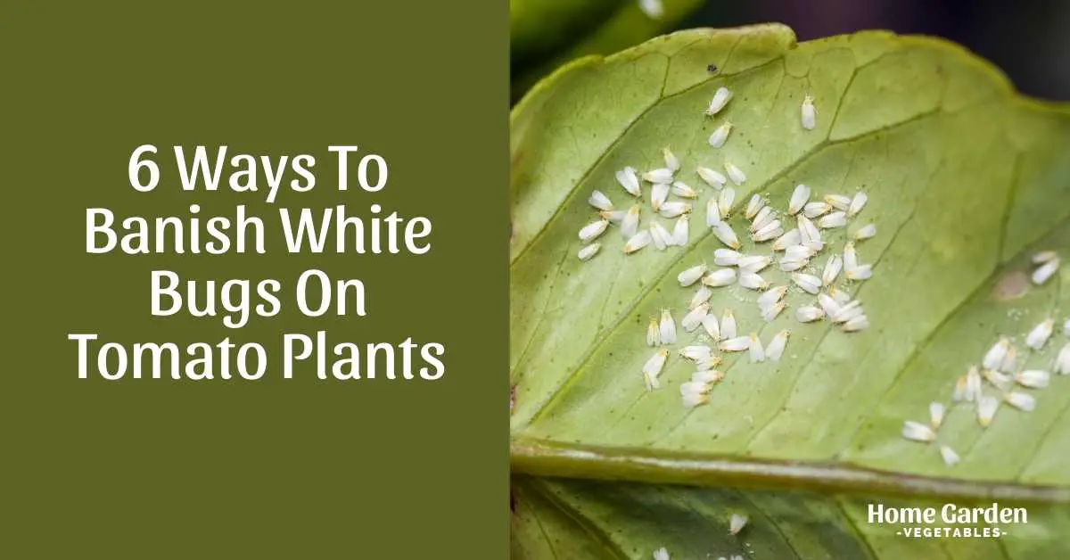 white bugs on tomato plants