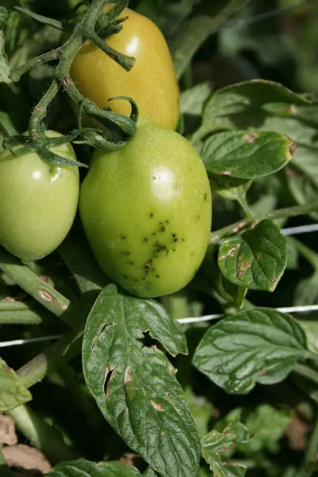 How To Fix Black Spots On Tomatoes
