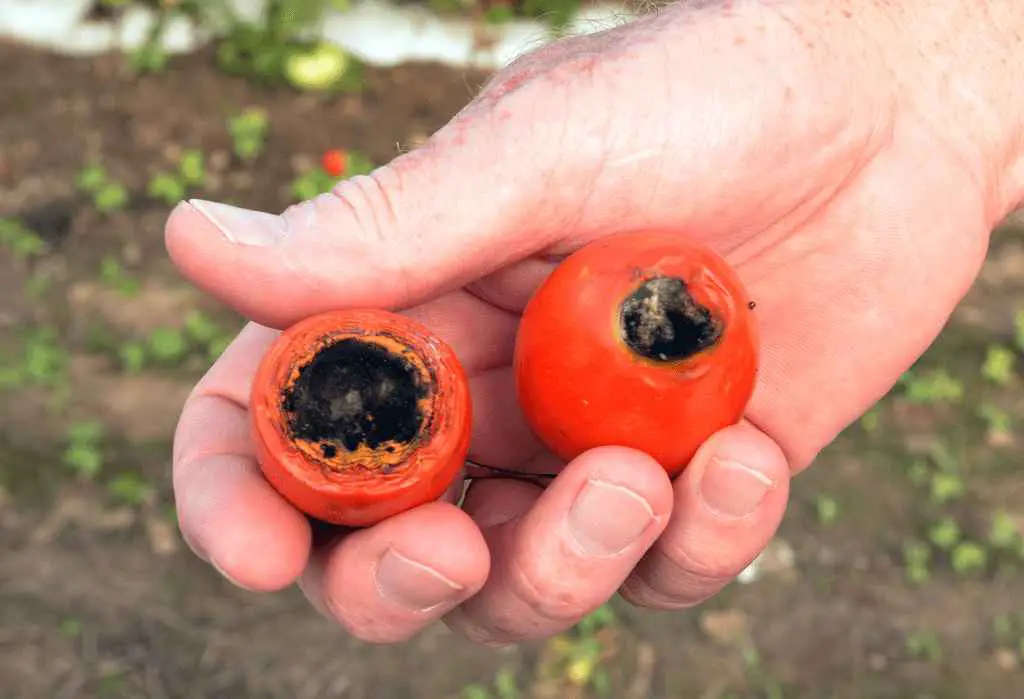 How To Fix Black Spots On Tomatoes