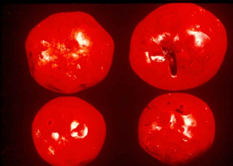 How To Fix Black Spots On Tomatoes - Home Garden Vegetables