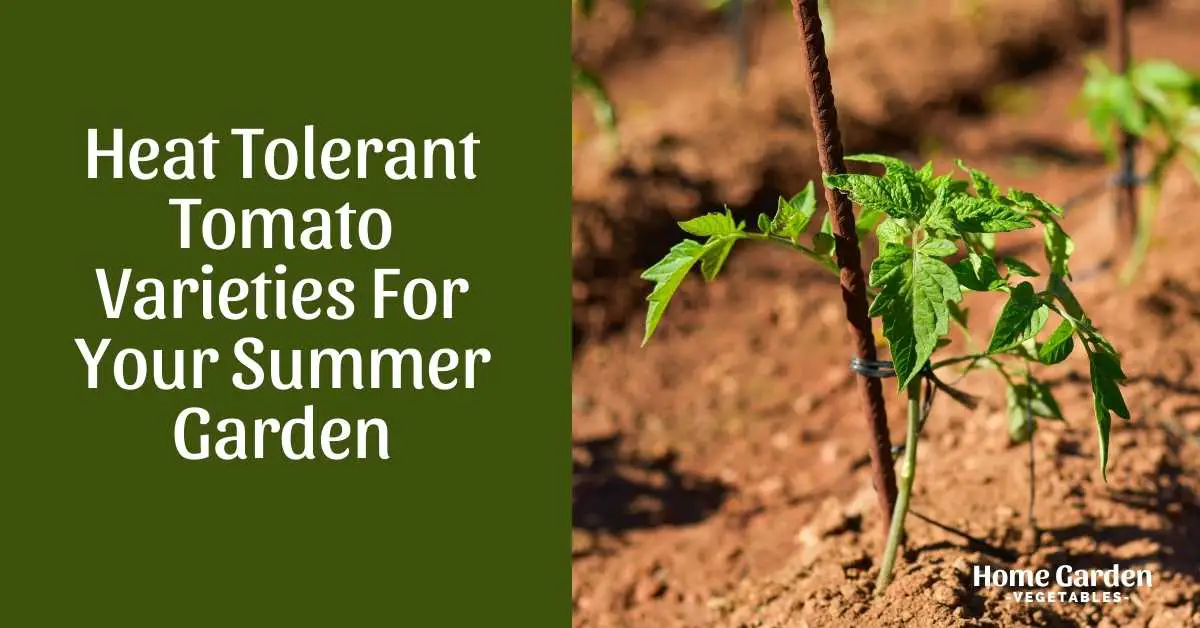 Heat Tolerant Tomato Varieties For Your Summer Garden Home Garden