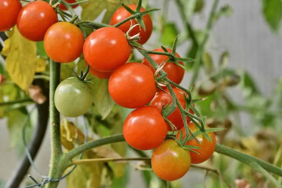 Septoria Tomato Disease