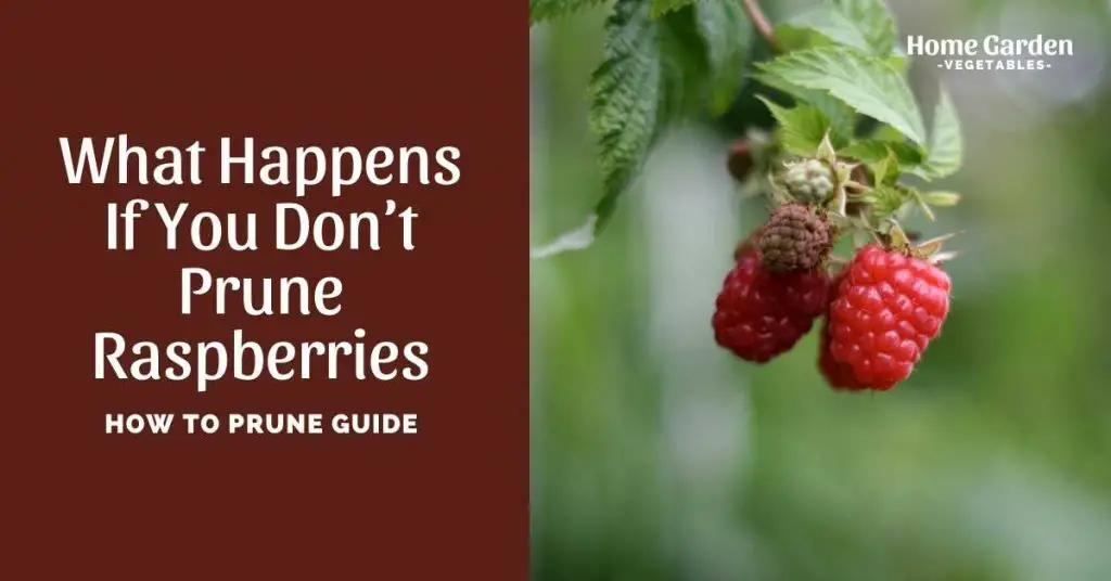 what happens if you don't prune raspberries