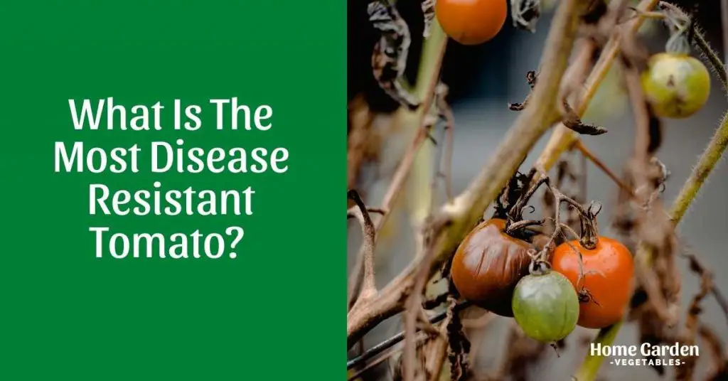 Most Disease Resistant Tomato