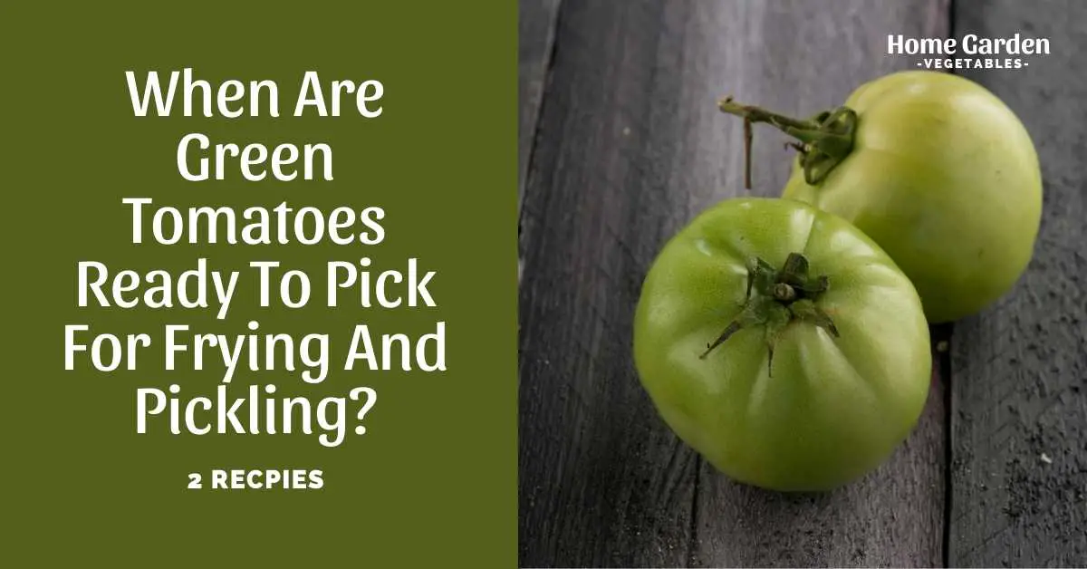 When Are Green Tomatoes Ready To Pick