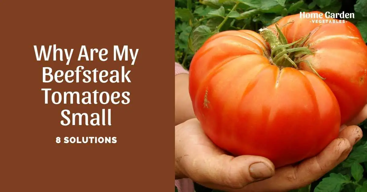 why are my beefsteak tomatoes small