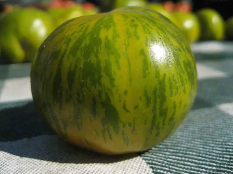 When Are Green Tomatoes Ready To Pick For Frying And Pickling? Home