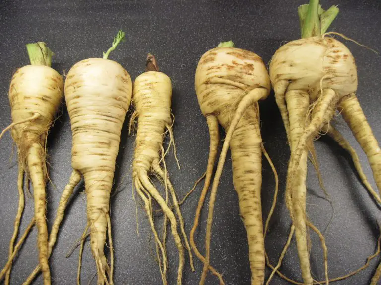 Why Do Parsnips Fork And 6 Easy Fixes! Home Garden Vegetables