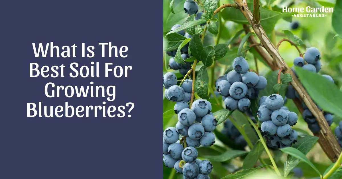 Soil For Growing Blueberries