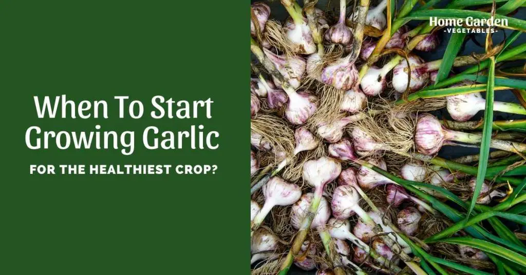Start Growing Garlic