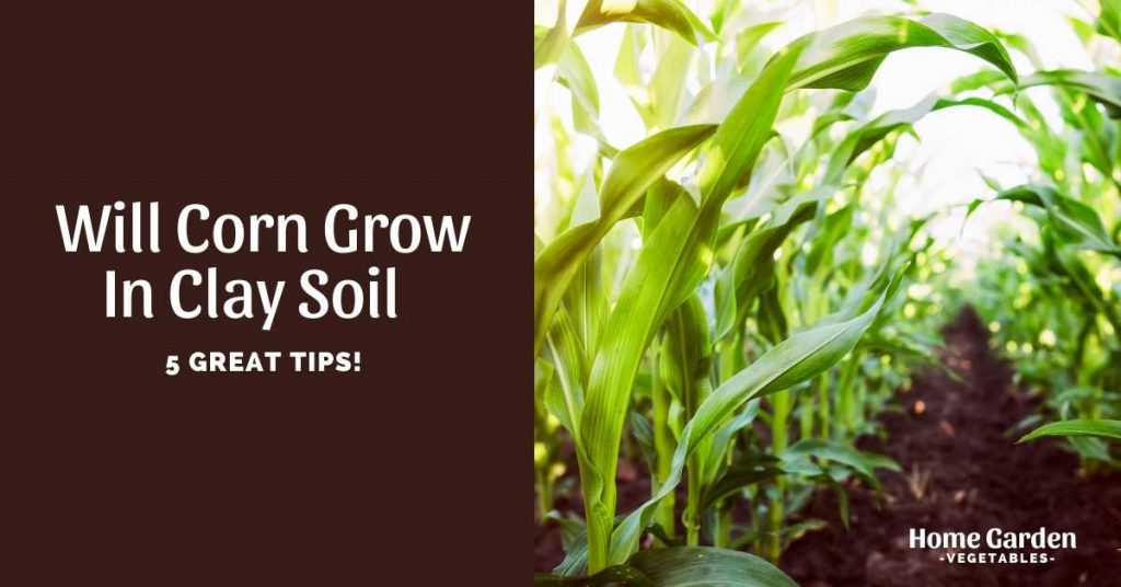 Will Corn Grow In Clay Soil