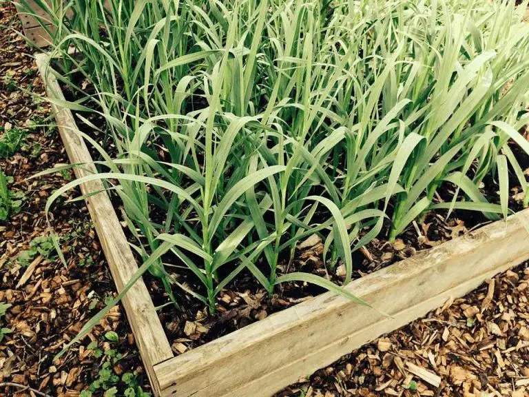 When To Start Growing Garlic For The Healthiest Crop? Home Garden