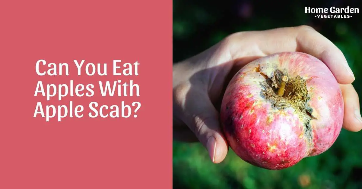 Can You Eat Apples With Apple Scab