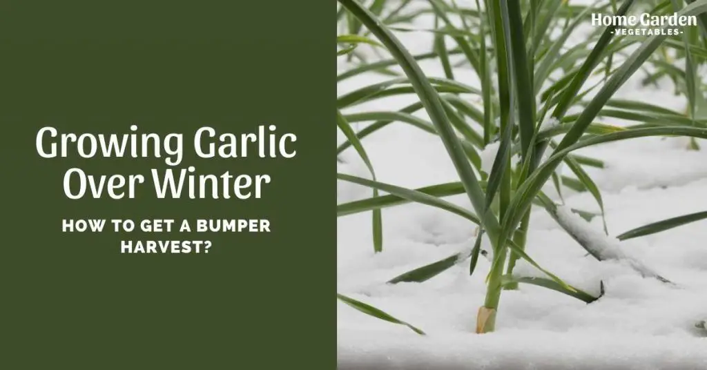 Growing Garlic Over Winter