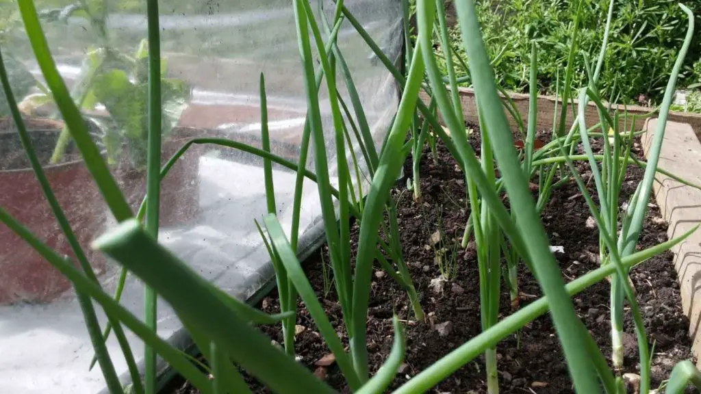 growing garlic over winter
