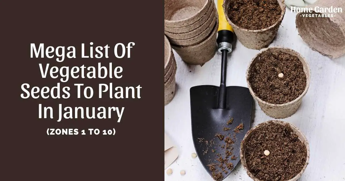 Vegetable Seeds To Plant In January