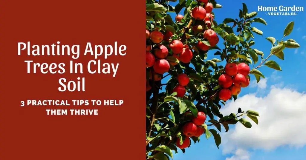 Planting Apple Trees In Clay Soil