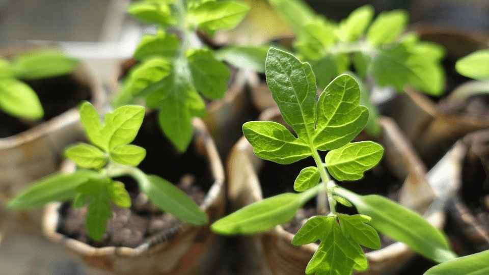 Vegetable Seeds To Plant In February