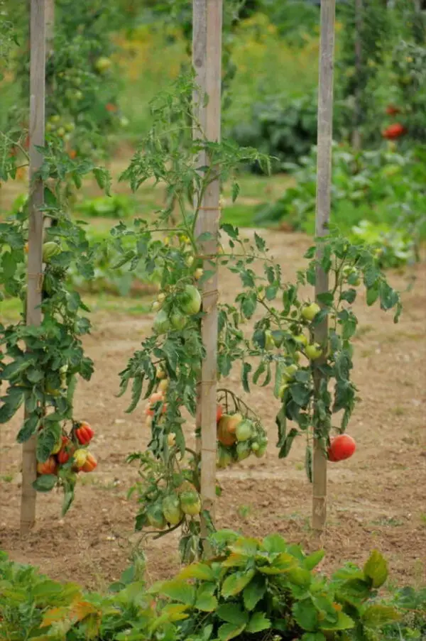 What Fruit And Vegetables To Grow In Queensland Australia Home Garden